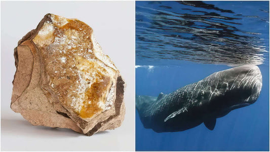 Ambergris: One’s Waste Is Someone Else’s Treasure - Perfume Pundit