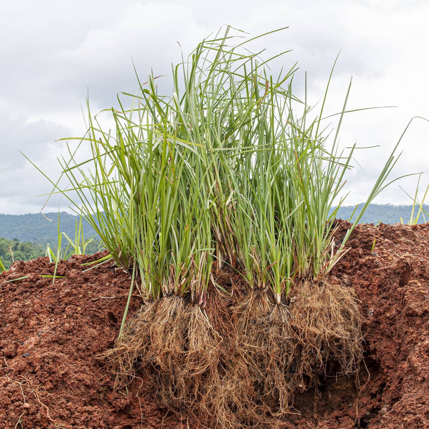 Vetiver roots and grass